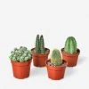 Lulu And Georgia Live Cacti Plants (Set Of 4), 4" Grower Pot 2 Lulu And Georgia Live Cacti Plants (Set Of 4), 4" Grower Pot