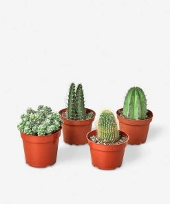 Lulu And Georgia Live Cacti Plants (Set Of 4), 4" Grower Pot
