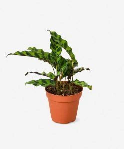 Lulu And Georgia New Live Calathea Lancifolia Plant (Rattlesnake)