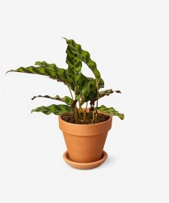 Lulu And Georgia New Live Calathea Lancifolia Plant (Rattlesnake)