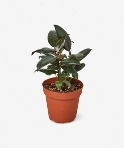 Lulu And Georgia New Live Ficus Elastica Plant (Burgundy)