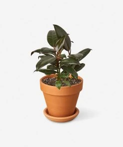 Lulu And Georgia New Live Ficus Elastica Plant (Burgundy)