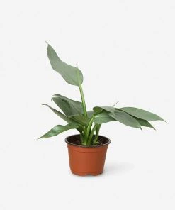 Lulu And Georgia Live Philodendron Plant (Silver Sword) New