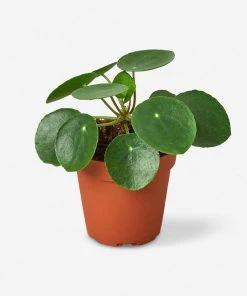 Lulu And Georgia Live Pilea Peperomioides Plant (Chinese Money Plant)