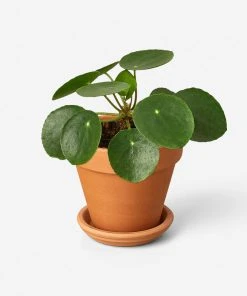 Lulu And Georgia Live Pilea Peperomioides Plant (Chinese Money Plant)