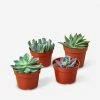 Lulu And Georgia New Live Echeveria Succulent Plants (Set Of 4), 4" Grower Pots