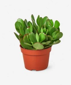 Lulu And Georgia New Live Jade Succulent Plant