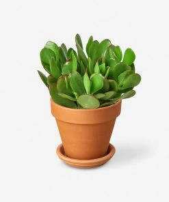 Lulu And Georgia New Live Jade Succulent Plant