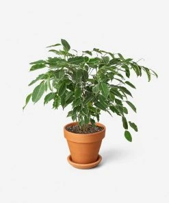 Lulu And Georgia New Live Ficus Benjamina Plant