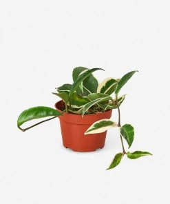 Lulu And Georgia Live Hoya Carnosa Plant (Krimson Queen)