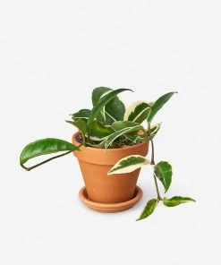 Lulu And Georgia Live Hoya Carnosa Plant (Krimson Queen)