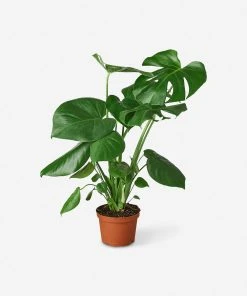 Lulu And Georgia New Live Philodendron Monstera Split-Leaf Plant