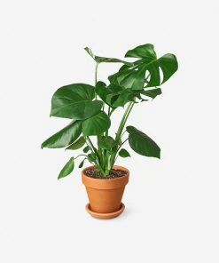Lulu And Georgia New Live Philodendron Monstera Split-Leaf Plant