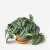 Lulu And Georgia Live Pothos Plant (Silver Splash) New 1 Lulu And Georgia Live Pothos Plant (Silver Splash) New