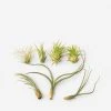 Lulu And Georgia Live Air Plants (Set Of 7) New