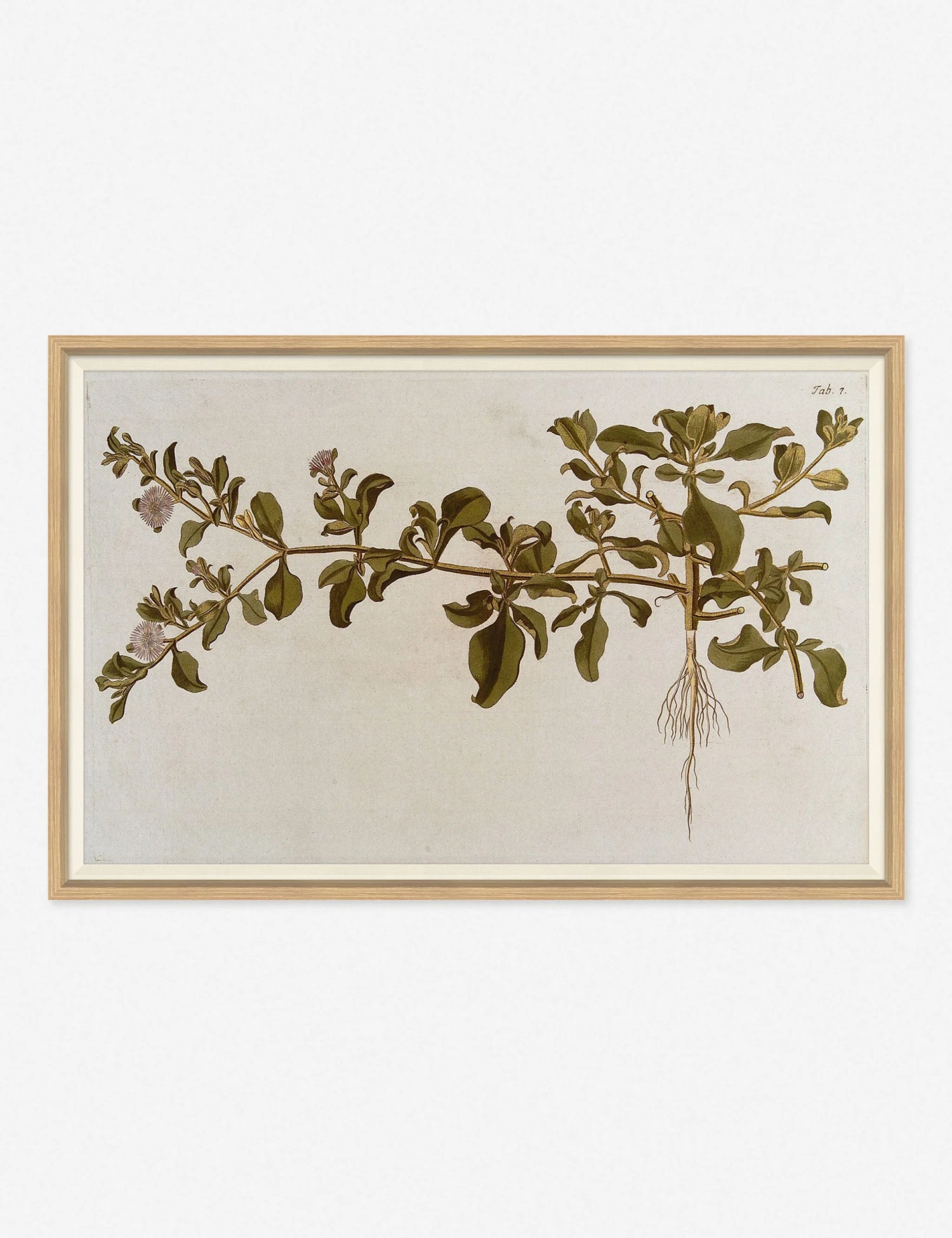 Lulu And Georgia 'Flowering Plants I' Wall Art By Franz Anton Von Scheidl Mossy Greens 3 Lulu And Georgia 'Flowering Plants I' Wall Art By Franz Anton Von Scheidl Mossy Greens