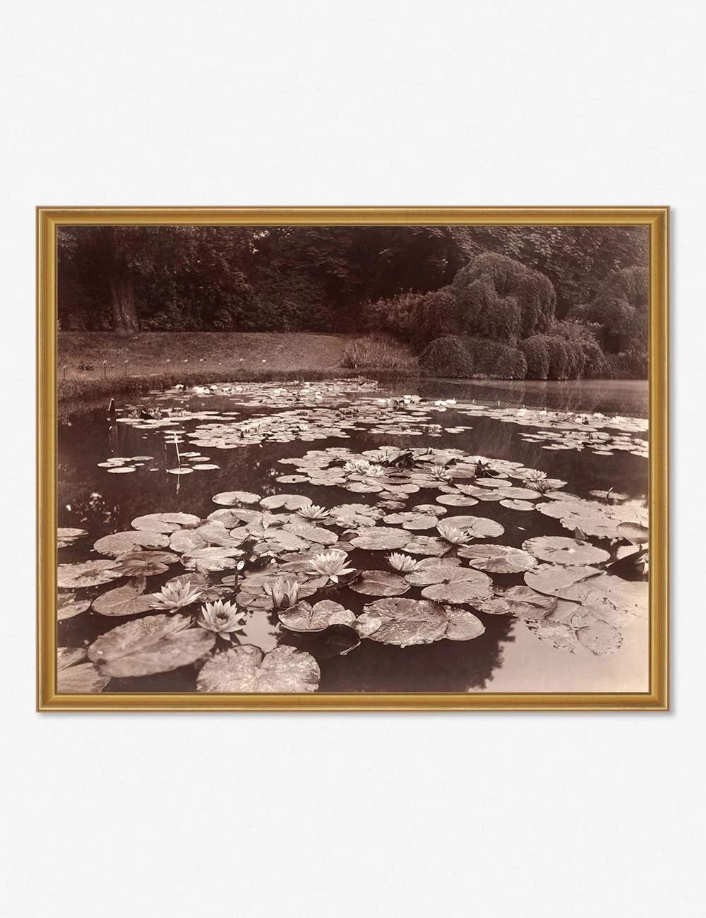 NympheasGoldFrame.jpg Lulu And Georgia 'Nymphéas (Bagatelle)' Print By Eugène Atget Earth Tones