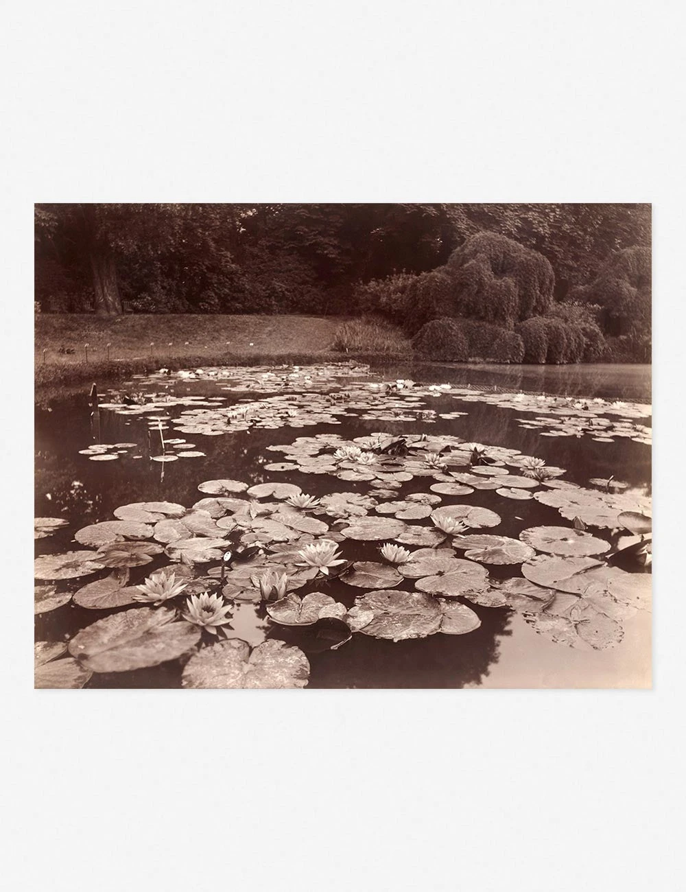 NympheasUnframedPrint.jpg Lulu And Georgia 'Nymphéas (Bagatelle)' Print By Eugène Atget Earth Tones