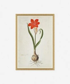 Lulu And Georgia Walls 'The Gordon African Collection: Plants' Wall Art By Robert Jacob Gordon