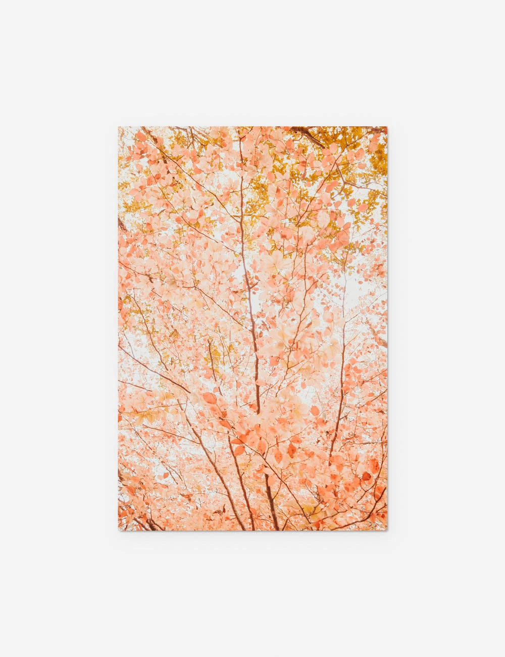 Lulu And Georgia New 'Pastel Fall Tree' Photography Print By Ingrid Beddoes 9 Lulu And Georgia New 'Pastel Fall Tree' Photography Print By Ingrid Beddoes