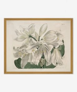 Lulu And Georgia Walls 'White Cape - Coast Lily' Print By Sydenham Edwards