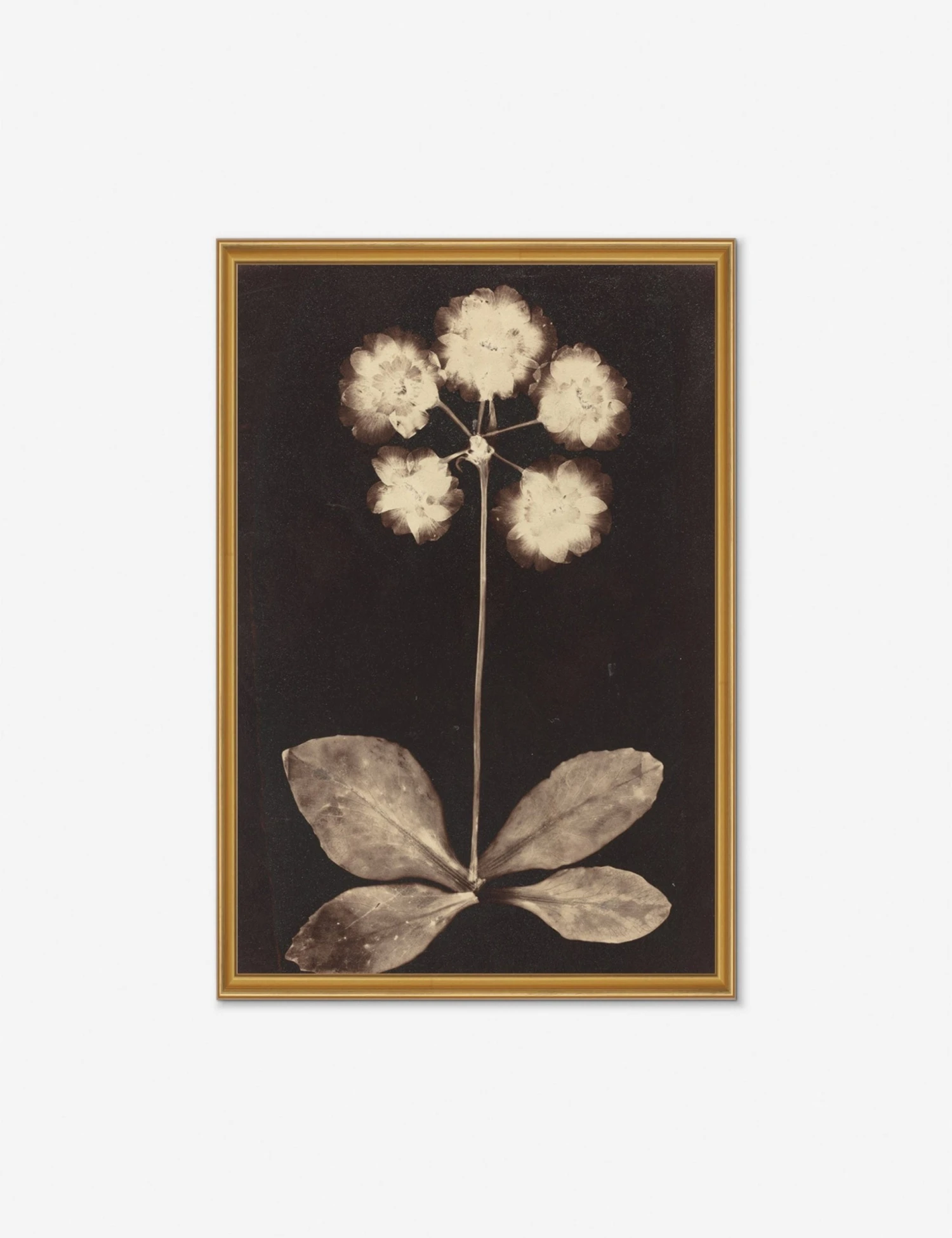 Lulu And Georgia 'Botanical Photogram' Print Walls 4 Lulu And Georgia 'Botanical Photogram' Print Walls