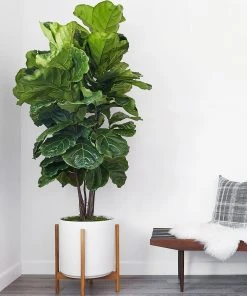 Lulu And Georgia LBE Design Ceramic Planter + Teak Stand 8 Lulu And Georgia LBE Design Ceramic Planter + Teak Stand